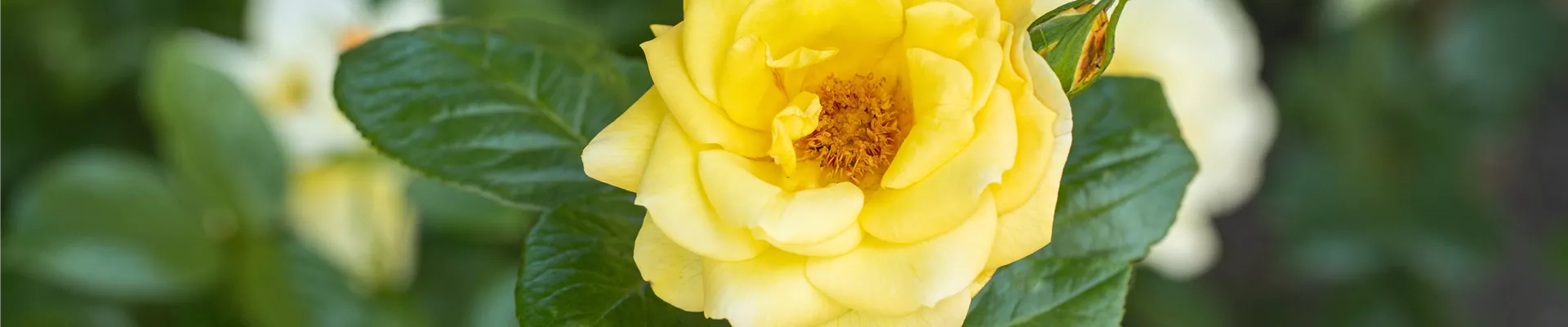 GS666760.jpg GS666760.jpg