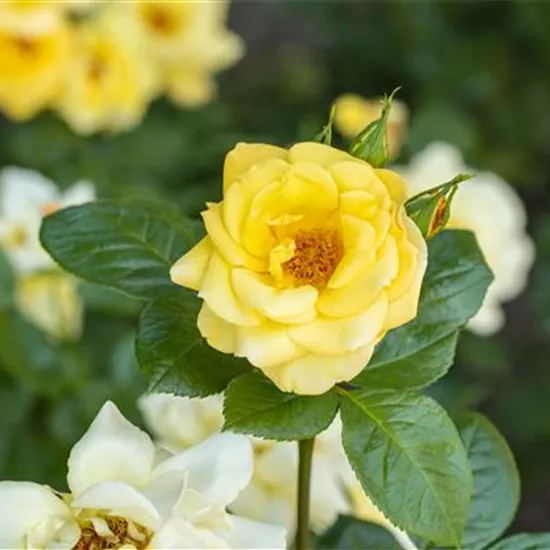 Rosenvielfalt entdecken – Rosen haben so viel zu bieten Rosenvielfalt entdecken – Rosen haben so viel zu bieten