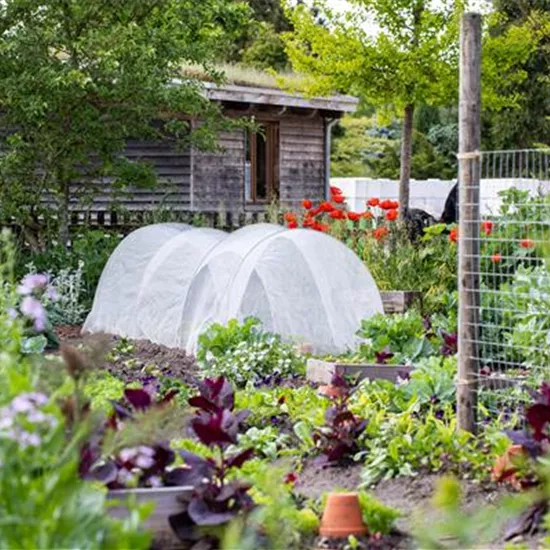 Schädlinge an Gemüse und Kräutern erkennen und vorbeugen Schädlinge an Gemüse und Kräutern erkennen und vorbeugen