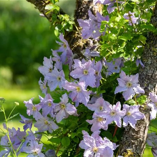 Schädlinge an Kletterpflanzen effektiv behandeln und verhindern Schädlinge an Kletterpflanzen effektiv behandeln und verhindern