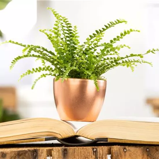 Schädlinge an Zimmerpflanzen erkennen und vorbeugen Schädlinge an Zimmerpflanzen erkennen und vorbeugen