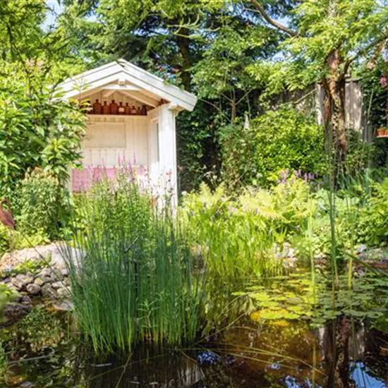 Schädlinge und Krankheiten an Wasserpflanzen erkennen Schädlinge und Krankheiten an Wasserpflanzen erkennen