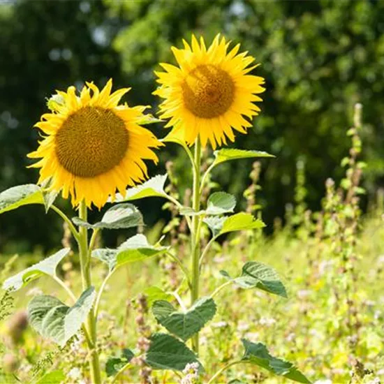 Sonnenblumen pflanzen und die schönsten Blüten genießen