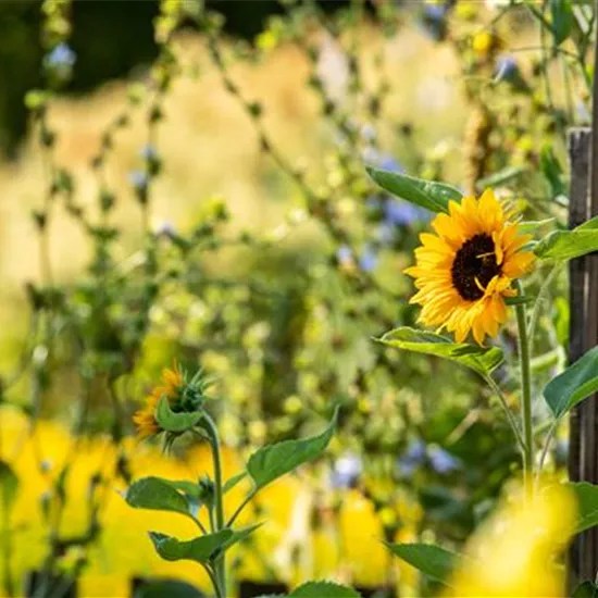 Sonnenblumen sorgen für gute Laune im Sommer