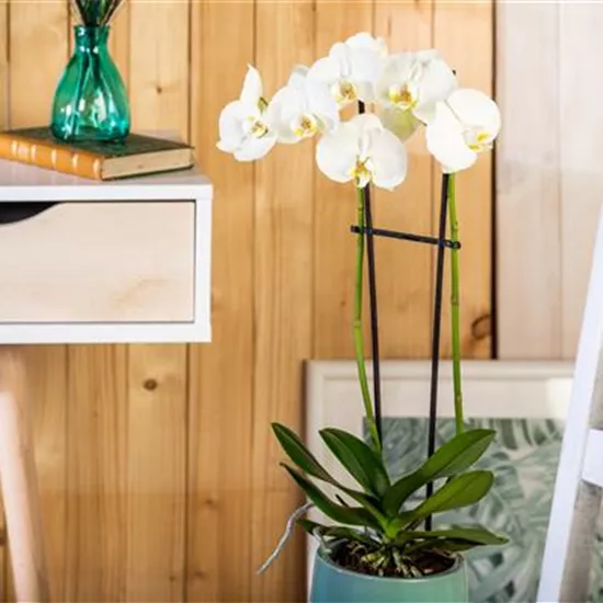 Tipps für eine traumhafte Raumgestaltung mit Orchideen Tipps für eine traumhafte Raumgestaltung mit Orchideen