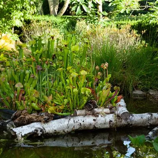 Warum Wasserpflanzen kaufen immer eine gute Idee ist Warum Wasserpflanzen kaufen immer eine gute Idee ist