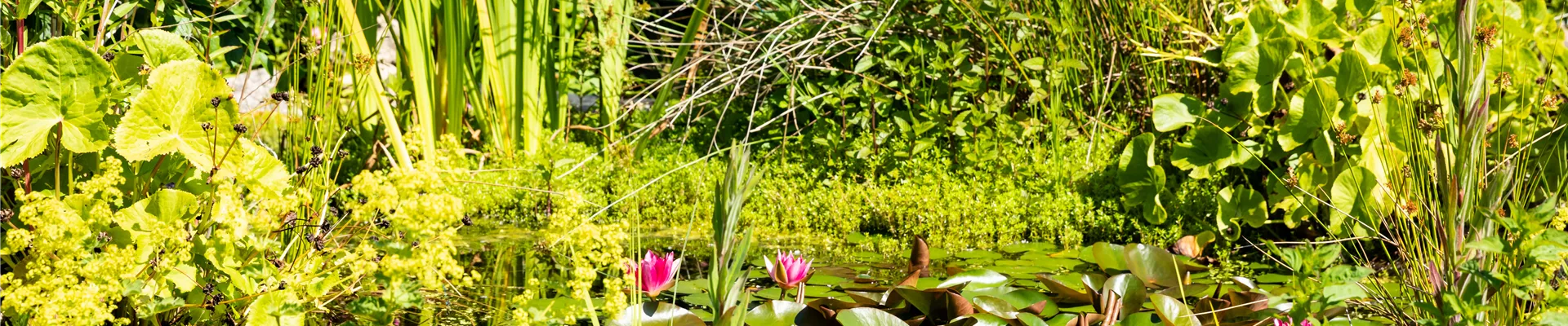 GS666844.jpg GS666844.jpg