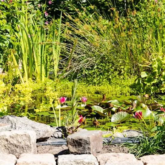 Wasserpflanzen einsetzen – So wird der Teich zum Highlight Wasserpflanzen einsetzen – So wird der Teich zum Highlight