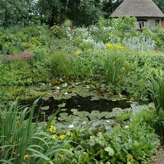 Wasserpflanzen im Garten und die perfekten Nachbarn Wasserpflanzen im Garten und die perfekten Nachbarn