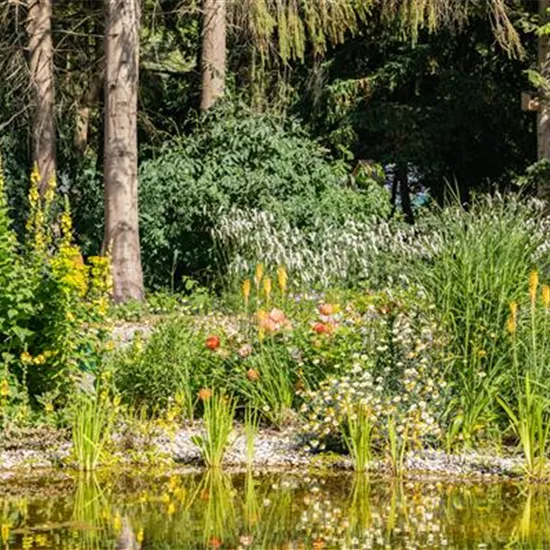 Wasserpflanzen und was sie im Teich so besonders macht Wasserpflanzen und was sie im Teich so besonders macht