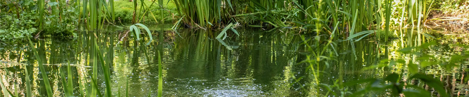 GS666661.jpg GS666661.jpg