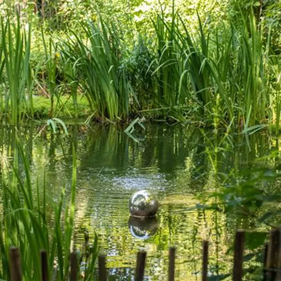 Wasserpflanzen zurückschneiden und damit jung halten Wasserpflanzen zurückschneiden und damit jung halten
