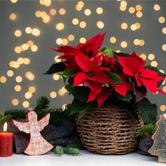 Weihnachtsstern pflanzen - Nicht nur an Weihnachten ein Muss