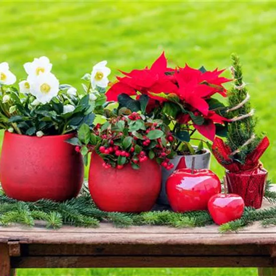 Mit den besten Pflanzen zu Weihnachten festliche Stimmung schaffen Mit den besten Pflanzen zu Weihnachten festliche Stimmung schaffen
