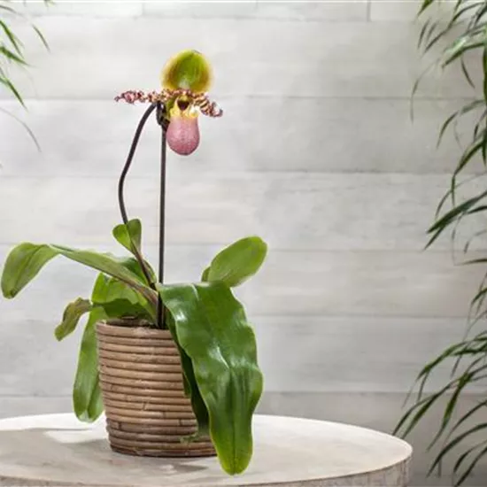 Wirksam gegen Krankheiten und Schädlinge bei Orchideen Wirksam gegen Krankheiten und Schädlinge bei Orchideen