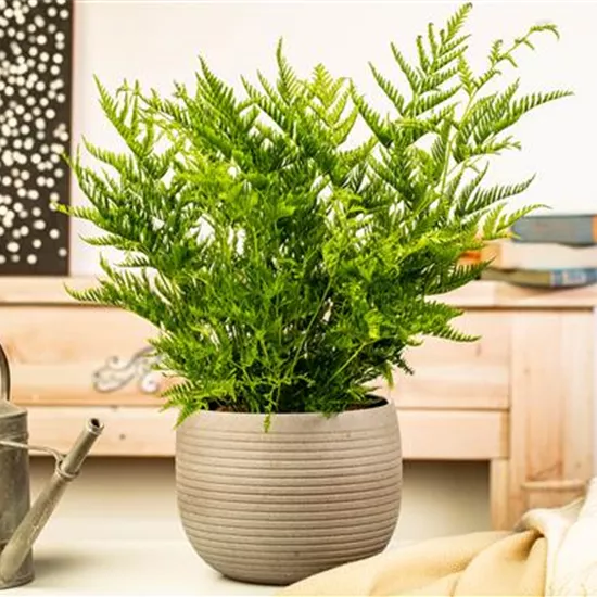 Zimmerpflanzen kaufen und Leben ins Haus holen Zimmerpflanzen kaufen und Leben ins Haus holen