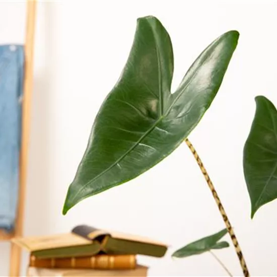 Zimmerpflanzen pflegen für die Gesundheit der Mitbewohner Zimmerpflanzen pflegen für die Gesundheit der Mitbewohner