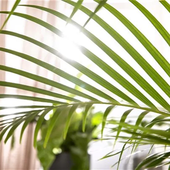 Zimmerpflanzen schneiden – Ist das wirklich notwendig? Zimmerpflanzen schneiden – Ist das wirklich notwendig?