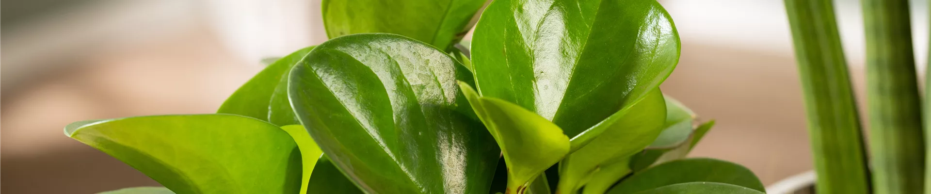 GS650796.jpg GS650796.jpg