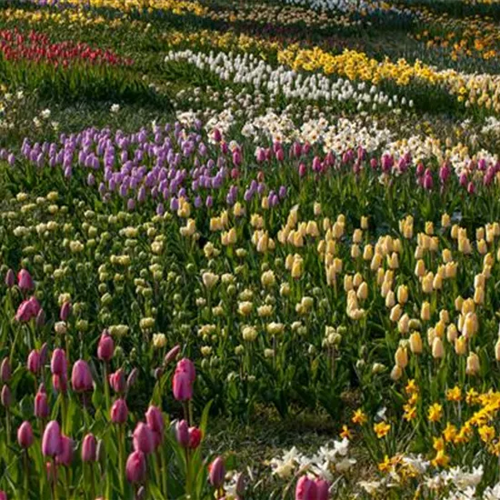 Zwiebel- und Knollenpflanzen zurückschneiden – Ja oder nein? 