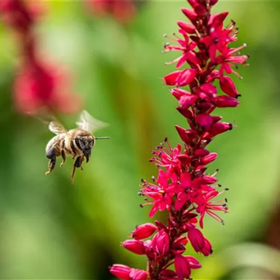 Bienenfreundliche Balkonpflanzen für Bienensnacks in der Stadt Bienenfreundliche Balkonpflanzen für Bienensnacks in der Stadt