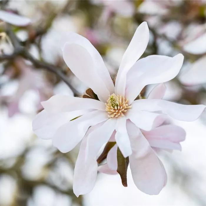 Frühblühende Gehölze zum Start ins neue Gartenjahr
