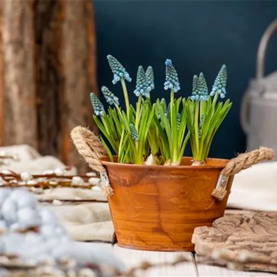 Die schönsten Frühblüher für Balkon und Terrasse Die schönsten Frühblüher für Balkon und Terrasse