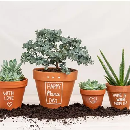 Danke Mama! – Die beliebtesten Blumen zum Muttertag