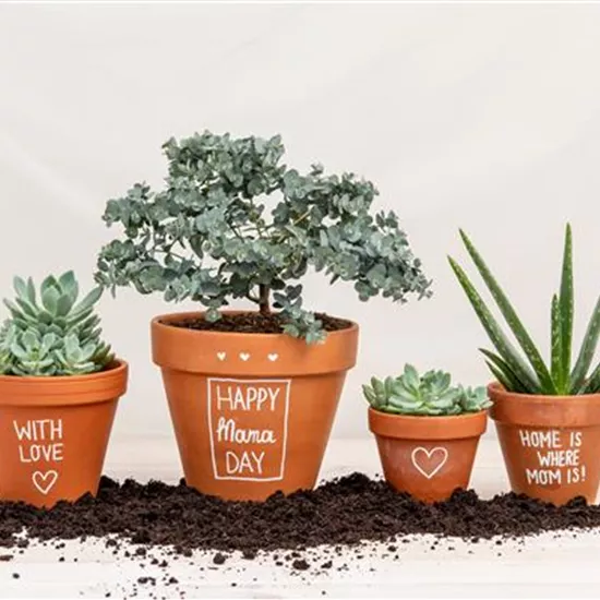 Danke Mama! – Die beliebtesten Blumen zum Muttertag Danke Mama! – Die beliebtesten Blumen zum Muttertag