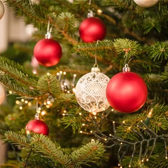 Die beliebtesten Pflanzen als Weihnachtsbaum Die beliebtesten Pflanzen als Weihnachtsbaum