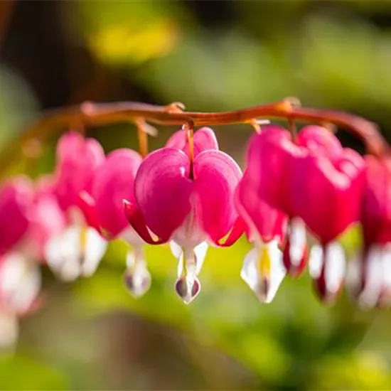 Die besten Pflanzen für den Schatten Die besten Pflanzen für den Schatten