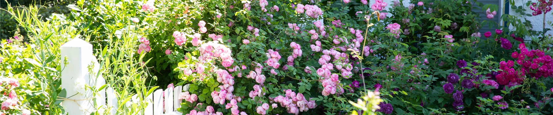 GS666994.jpg GS666994.jpg