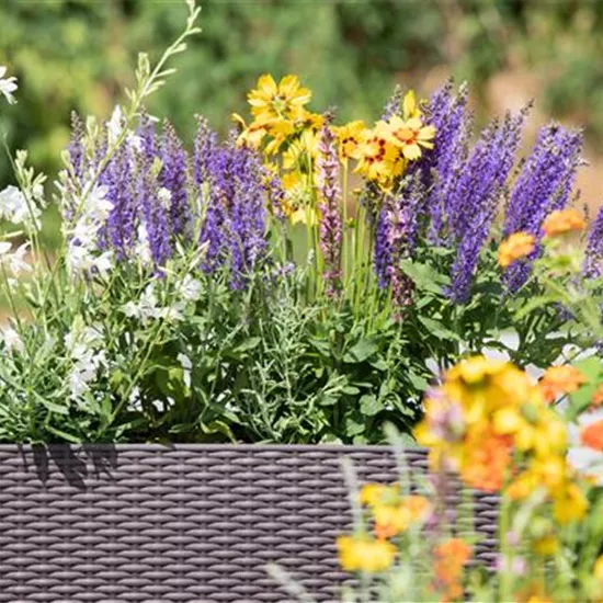 Erfolgreich gärtnern auf dem Balkon Erfolgreich gärtnern auf dem Balkon