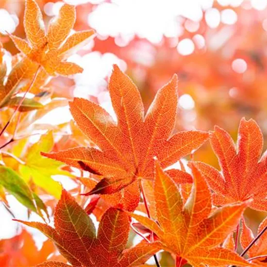 Die schönsten Gehölze für den goldenen Herbst Die schönsten Gehölze für den goldenen Herbst