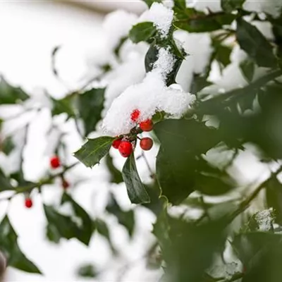 Gartenarbeit im Winter – Vorsicht bei Frost!