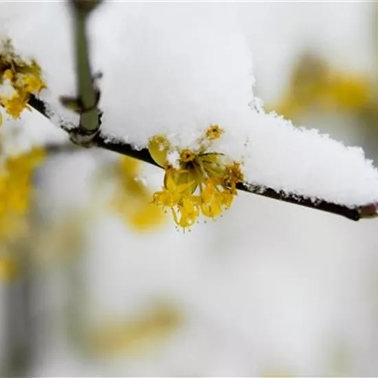 Winterblühende Gehölze für besondere Akzente im Winter