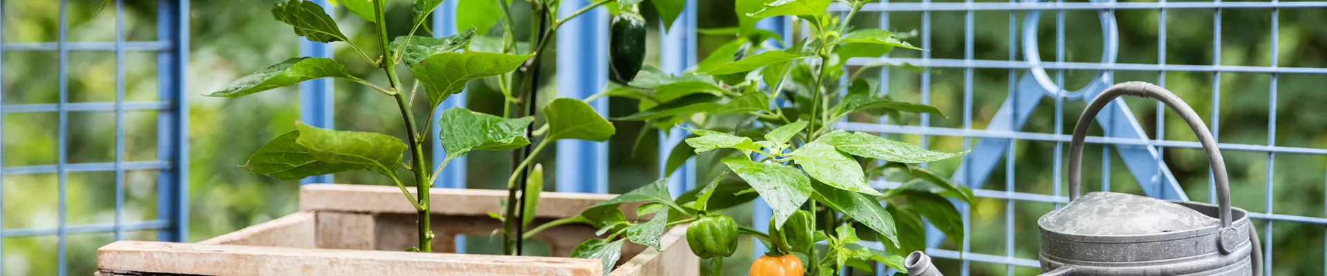 GS623559.jpg GS623559.jpg