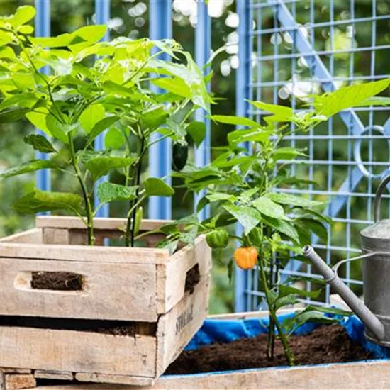 Ein Selbstversorgerbalkon für Anbau auf kleinstem Raum Ein Selbstversorgerbalkon für Anbau auf kleinstem Raum