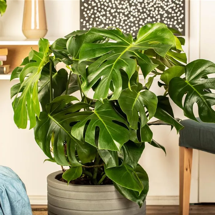 Die 5 besten Pflanzen fürs Homeoffice Die 5 besten Pflanzen fürs Homeoffice