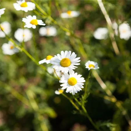 8 Pflanzen für die Gesundheit, die jeder kennen sollte